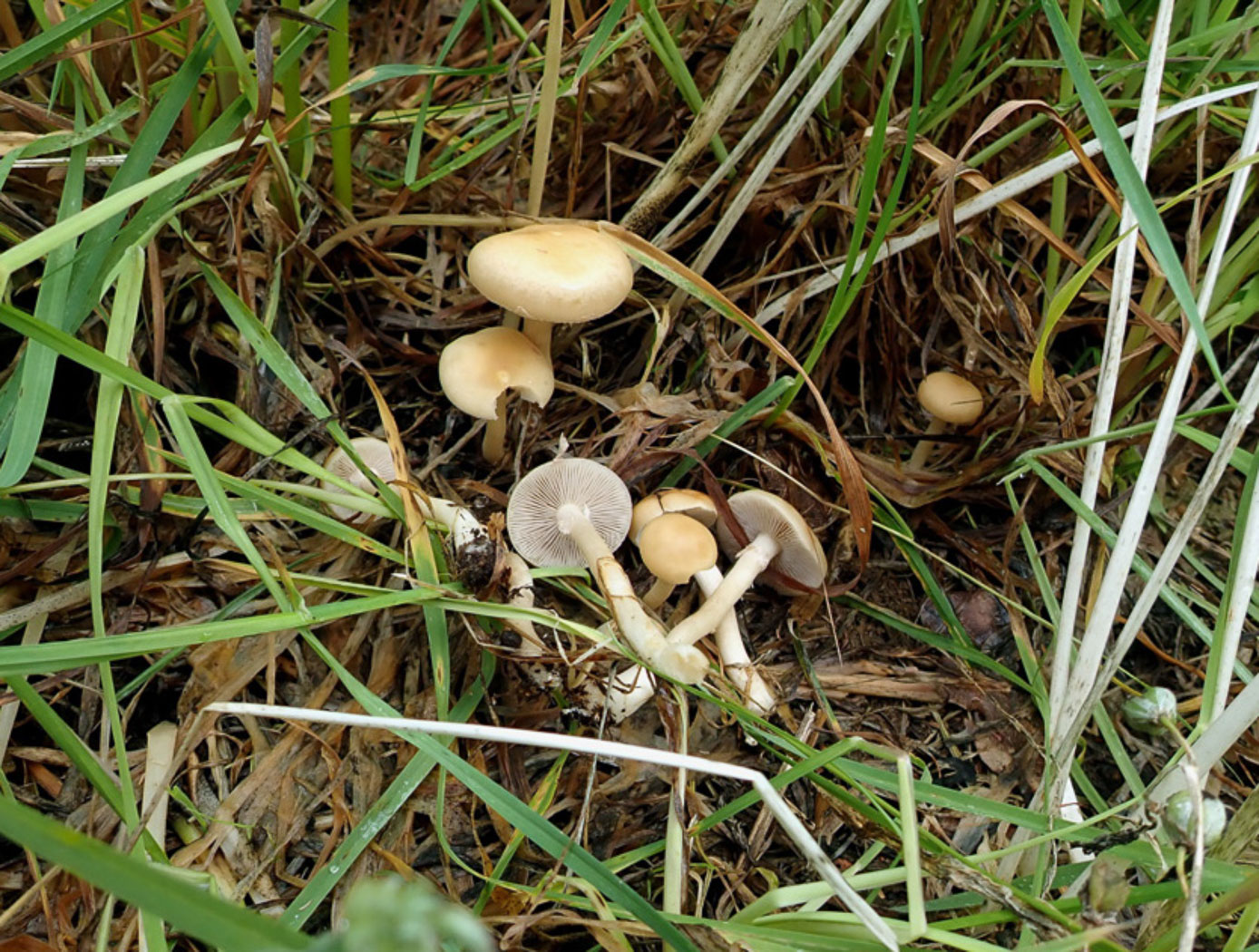 Photo © Penny Cullington Agrocybe praecox by Penny Cullington